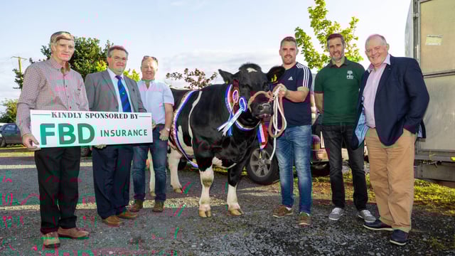 125th Ossory Show set to impress with quality cattle