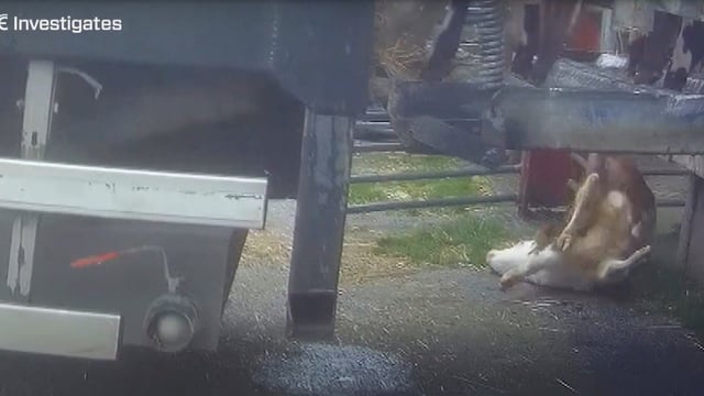 Random inspections at marts needed after RTÉ calf footage - MEP