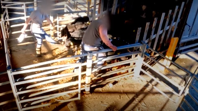 DAFM takes action against 6 marts over calf welfare breaches