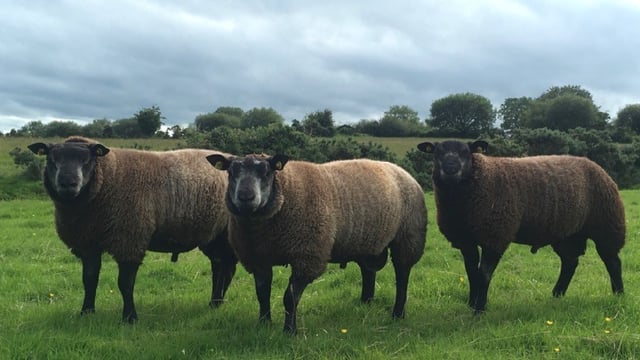 Irish Blue Texel Society to host first ever open day