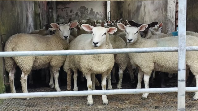 Irish sheep shearing record attempt to take place in Antrim