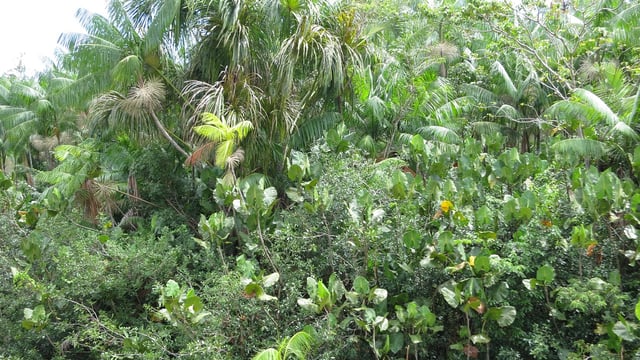 Brazil: Amazon deforestation down by a third in first half of 2023