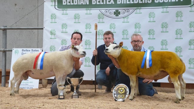 Strong prices at Belgian Beltex breeders' elite sale