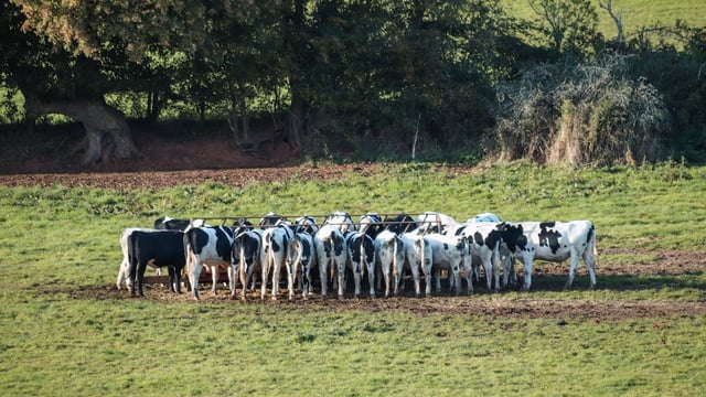 NI veterinary service needs to play 'a strategic role' on TB  - dairy farmer