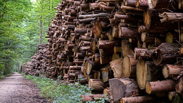 Scottish log exports to Ireland cease over bark beetle risk