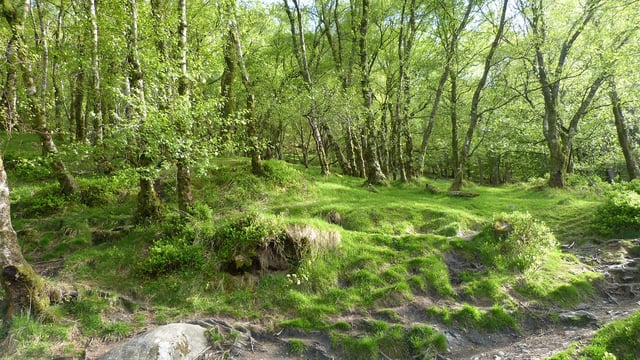 'What price do we put on a life?' - Fitzmaurice on forestry corridors