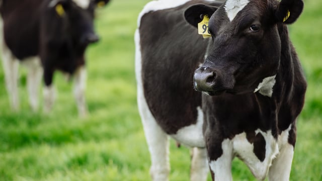 IBLA calls for biosecurity review due to bluetongue risk