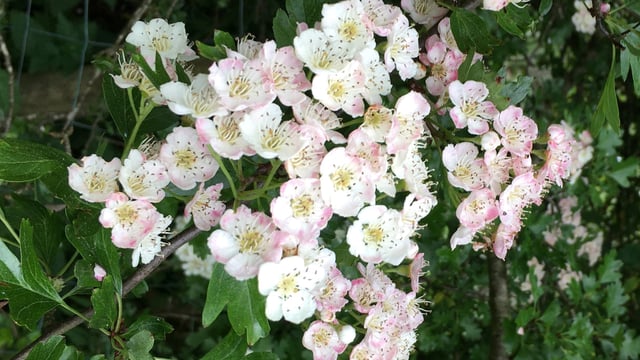 CAFRE: Hedgerow managing tips that 'benefit' the environment