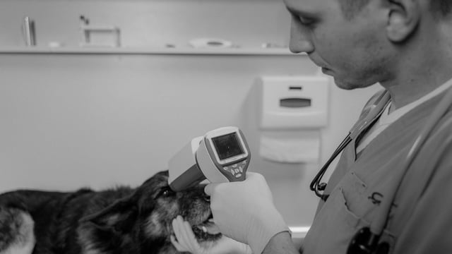 Interest in studying veterinary medicine drops 18% - CAO