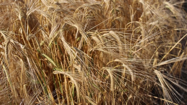 Early winter barley crop yields holding up well