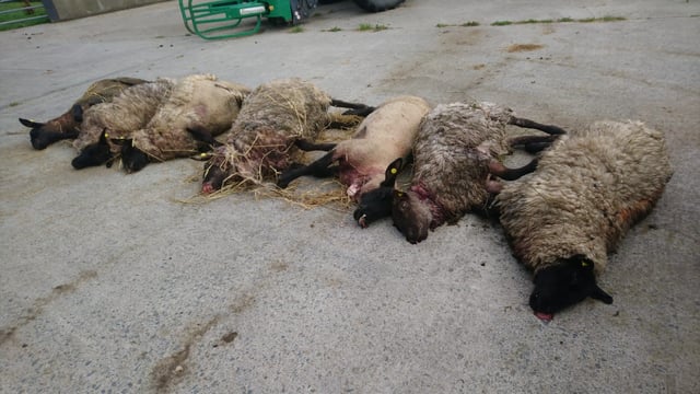 Graphic images: Sheep killed and more missing in Cavan   attack