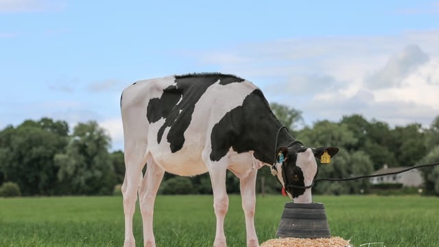 Prices reach 17,000gns at Summer Sizzler sale