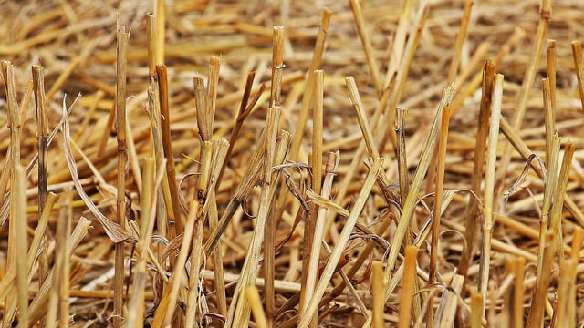 Suspension of Straw Incorporation Measure for 2024 proposed