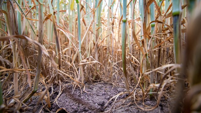 Tillage: How to test for take-all using a plastic cup