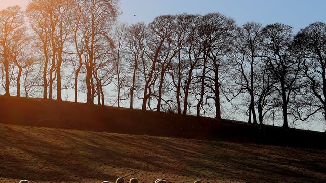 Farmers in Wales need to 'reduce' livestock to reduce emissions - new report