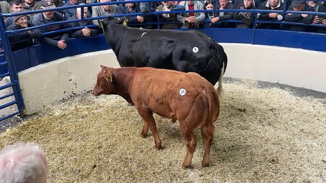 €4,650 for suckler pairings at Bovanto sale in Carrigallen