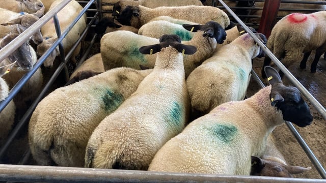 Sheep trade: Trade for lambs remains 'static'