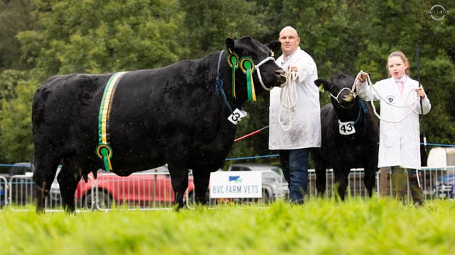 Coolermoney-bred cow wins NI Angus championship