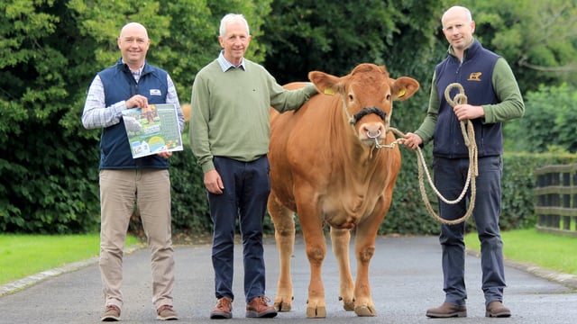 41 Limousin heifers set for show and sale in Ballymena