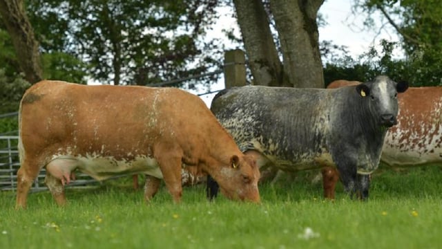 NI open day set to showcase Shorthorn-cross suckler herd