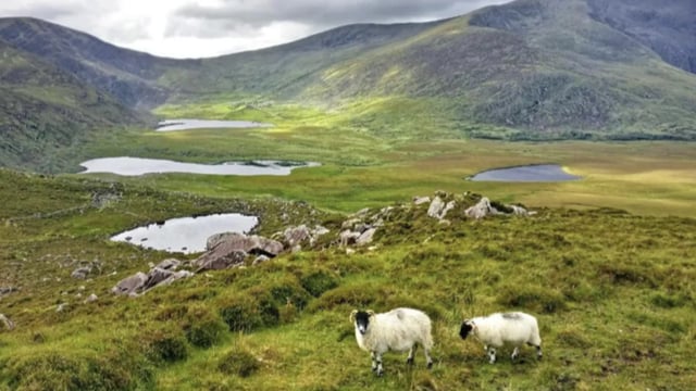 Farmer makes the case for mountain sheep in new national park