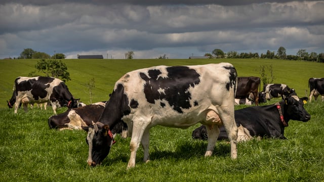 CAFRE: Managing swards in unpredictable weather