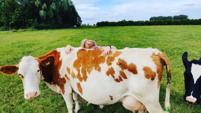 UK farm attracts visitors with 'cow cuddling' experience