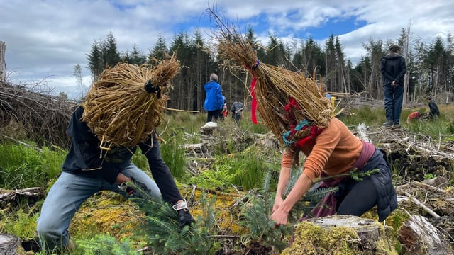 Coillte investigating deliberate uprooting of saplings
