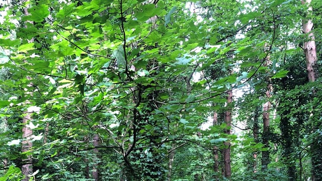 Cork has largest forest area in Ireland - DAFM