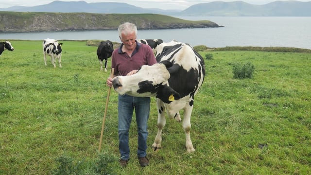 IHFA Farmer Focus Series: Combining EBI and pedigree breeding