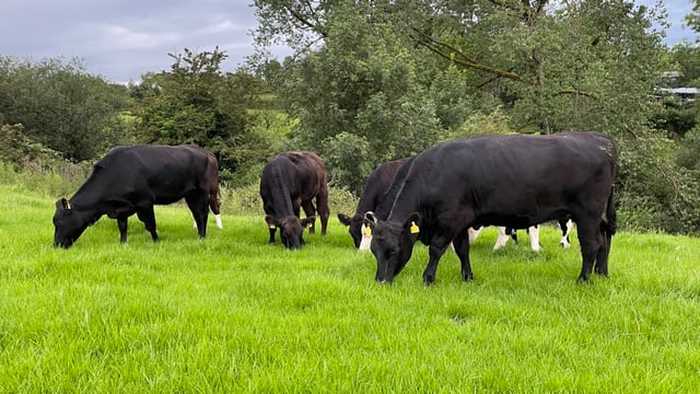 Factory quotes: Finished cattle prices fall €200/head since peak