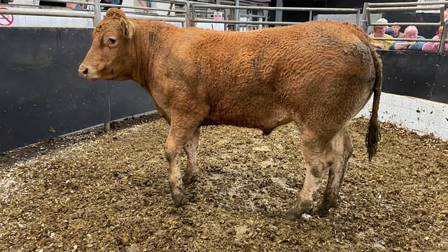 NI buyers ignite trade for heavy cattle at Elphin Mart