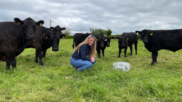 Elphin Angus and Shorthorn breeder's show success story