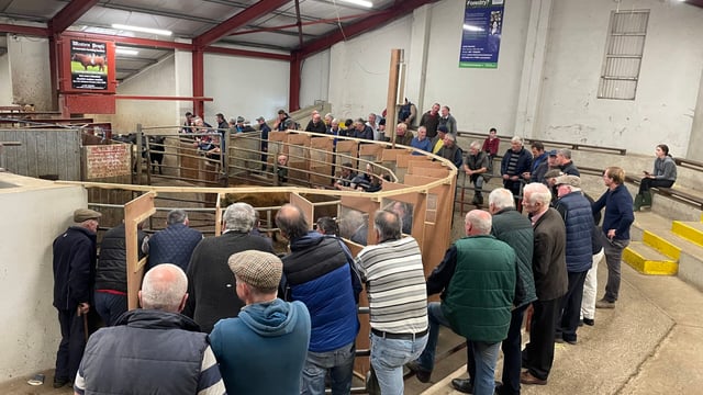 Ballina Mart manager expects positive trade as peak sales approach