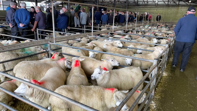 'Good' trade for store lambs at Ballina Mart