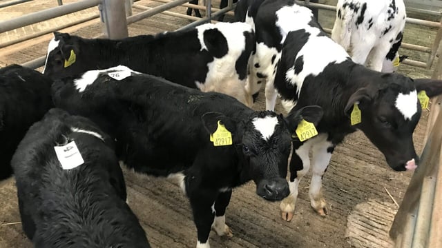 Marts and calf exporters meet to plan for future calf market