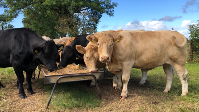 Factory quotes: Suckler beef 'scarce' as price edges up