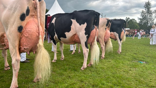 Strong pedigree behind this year's Baileys Cow champion