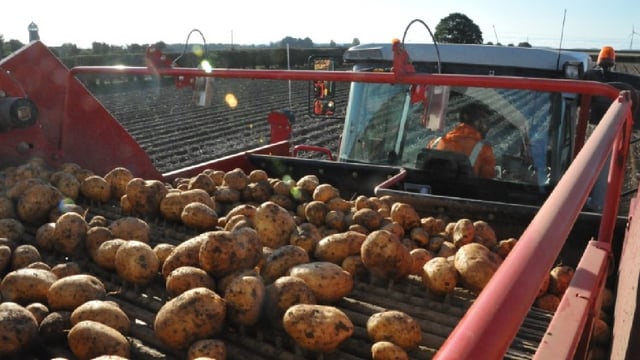UK supermarket launches trial to cover 100% of growers' costs