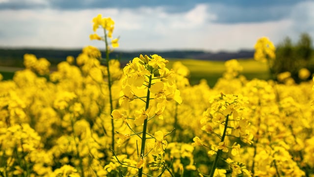Tillage: Winter oilseed rape crops strong