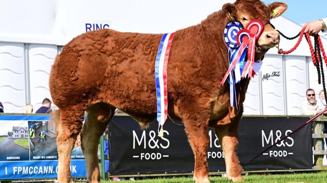 Jalex set to put show-winning bull on the market this month
