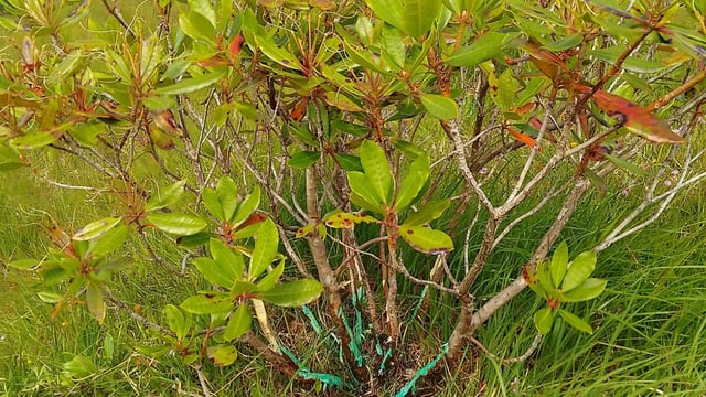 NPWS to use rope work to control rhododendron in national park