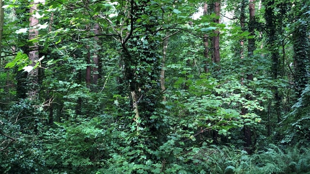 New 'urban forest' proposal 'ticking all the boxes' - cllr