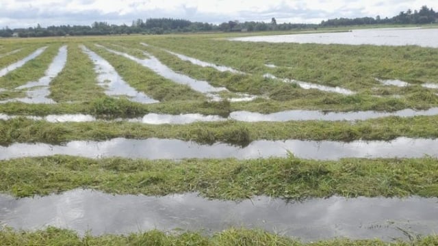 McConalogue: No plans to extend Shannon Callows Flood Scheme