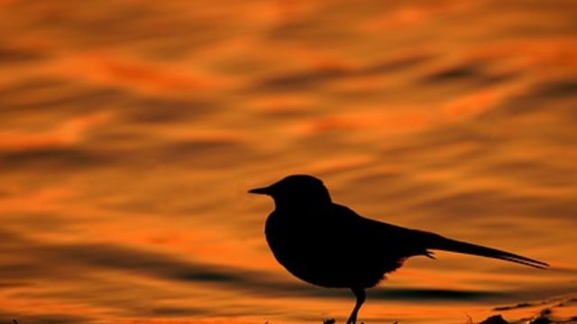Survey: Corncrake population increases by 35%