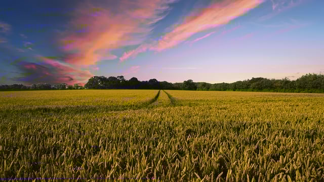 Governments need to urgently 'engage with farmers' - WFO