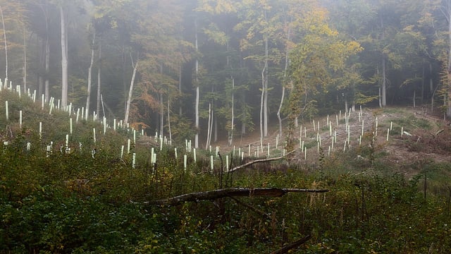 Afforestation licensing system labelled 'resounding failure'