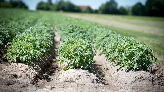 Concern about fungicide resistance in potato blight strain