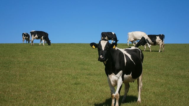 Dairy farmers cannot become 'fall guys' in China/EU row farm org cautions