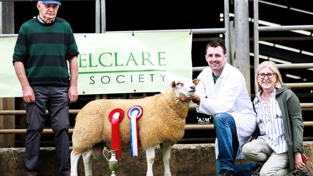 Belclare Sheep Society premier sale sees top price of €2,400